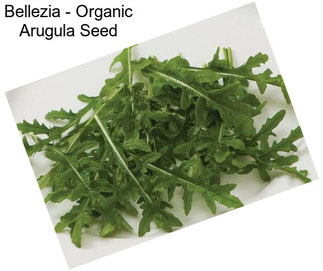 Bellezia - Organic Arugula Seed