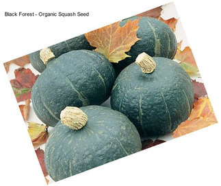 Black Forest - Organic Squash Seed