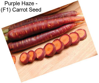 Purple Haze - (F1) Carrot Seed
