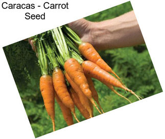 Caracas - Carrot Seed