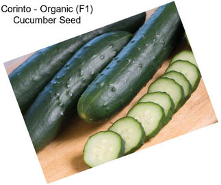 Corinto - Organic (F1) Cucumber Seed