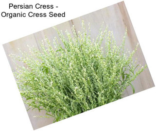 Persian Cress - Organic Cress Seed