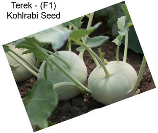 Terek - (F1) Kohlrabi Seed