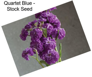 Quartet Blue - Stock Seed