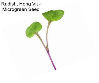 Radish, Hong Vit - Microgreen Seed