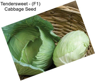 Tendersweet - (F1) Cabbage Seed