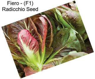 Fiero - (F1) Radicchio Seed