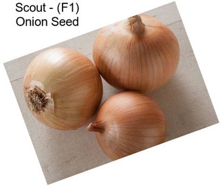 Scout - (F1) Onion Seed