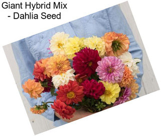 Giant Hybrid Mix - Dahlia Seed