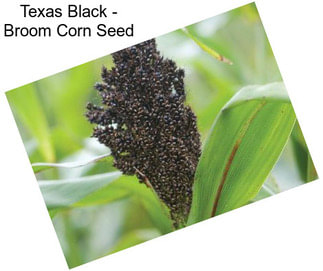 Texas Black - Broom Corn Seed