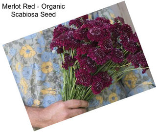 Merlot Red - Organic Scabiosa Seed