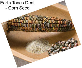 Earth Tones Dent - Corn Seed