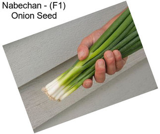 Nabechan - (F1) Onion Seed