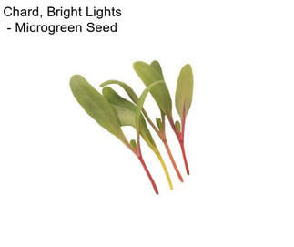 Chard, Bright Lights - Microgreen Seed