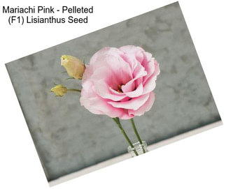 Mariachi Pink - Pelleted (F1) Lisianthus Seed