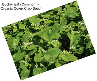 Buckwheat (Common) - Organic Cover Crop Seed