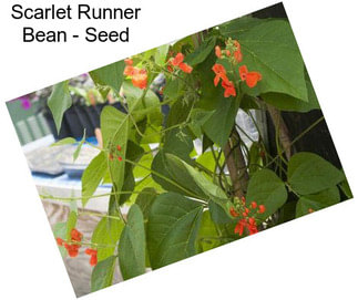 Scarlet Runner Bean - Seed