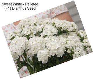 Sweet White - Pelleted (F1) Dianthus Seed