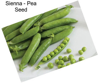 Sienna - Pea Seed