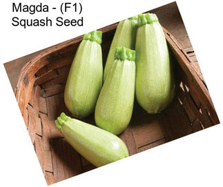 Magda - (F1) Squash Seed