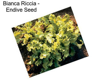 Bianca Riccia - Endive Seed