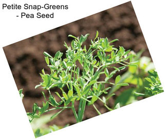 Petite Snap-Greens - Pea Seed