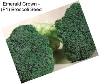 Emerald Crown - (F1) Broccoli Seed
