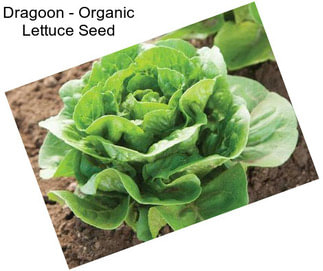 Dragoon - Organic Lettuce Seed