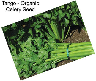 Tango - Organic Celery Seed