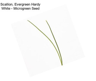 Scallion, Evergreen Hardy White - Microgreen Seed