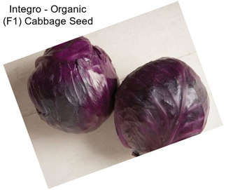 Integro - Organic (F1) Cabbage Seed
