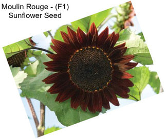 Moulin Rouge - (F1) Sunflower Seed