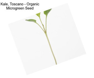 Kale, Toscano - Organic Microgreen Seed