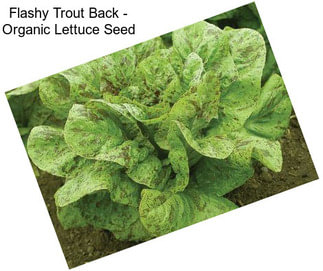 Flashy Trout Back - Organic Lettuce Seed