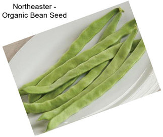 Northeaster - Organic Bean Seed