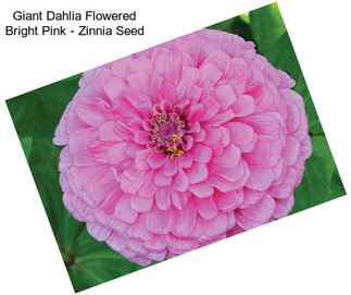 Giant Dahlia Flowered Bright Pink - Zinnia Seed