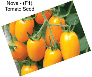 Nova - (F1) Tomato Seed