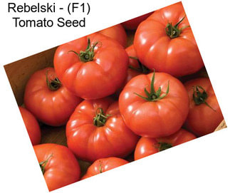 Rebelski - (F1) Tomato Seed