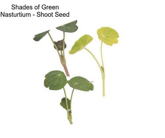 Shades of Green Nasturtium - Shoot Seed