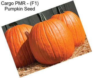 Cargo PMR - (F1) Pumpkin Seed