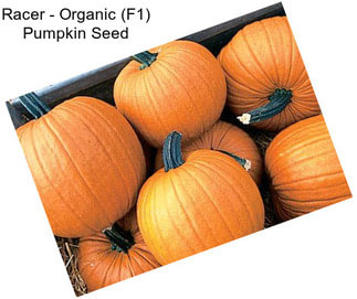 Racer - Organic (F1) Pumpkin Seed