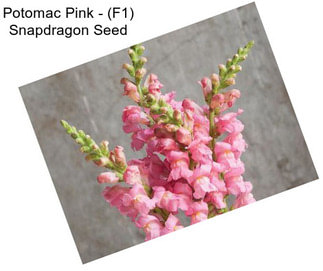 Potomac Pink - (F1) Snapdragon Seed