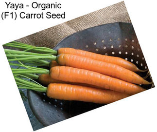 Yaya - Organic (F1) Carrot Seed