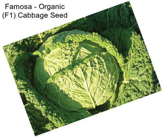 Famosa - Organic (F1) Cabbage Seed