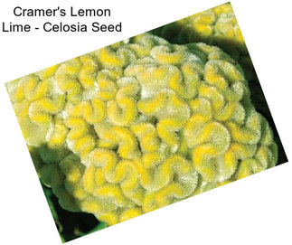 Cramer\'s Lemon Lime - Celosia Seed