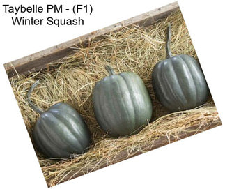 Taybelle PM - (F1) Winter Squash