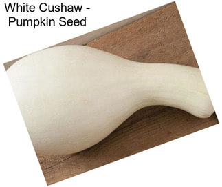 White Cushaw - Pumpkin Seed