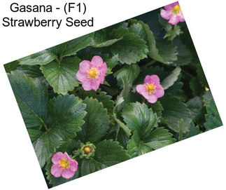 Gasana - (F1) Strawberry Seed