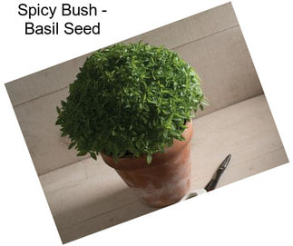 Spicy Bush - Basil Seed