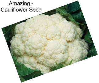 Amazing - Cauliflower Seed